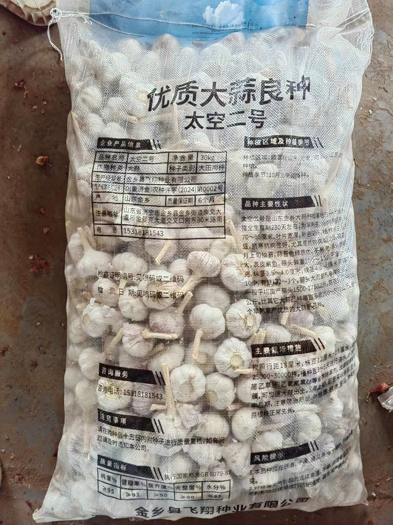 山東大蒜種子價格